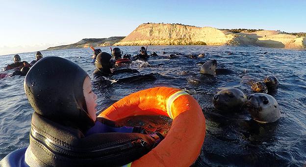 Buceo con lobos marinos 