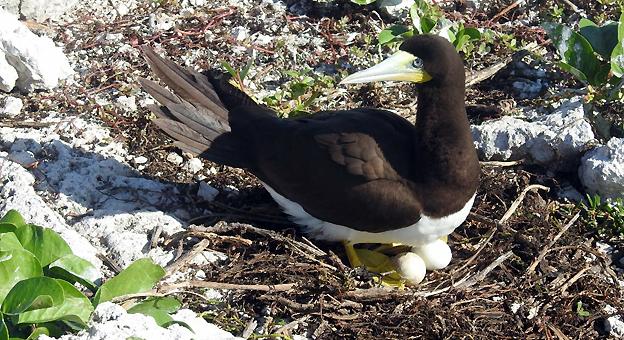 Piquero Pardo descansa en su nido en la isla Piquero Pardo descansa en su nido en la isla