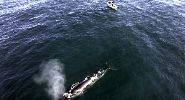 Avistaje de ballenas