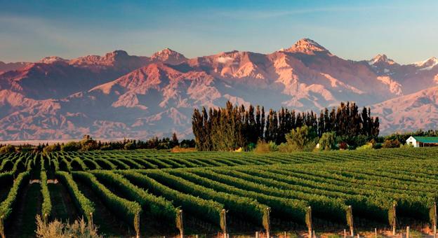 Viñedos en Mendoza
