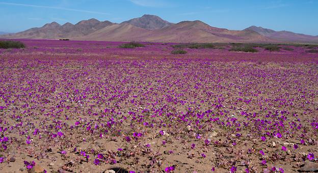 Desierto de Atacama floracion