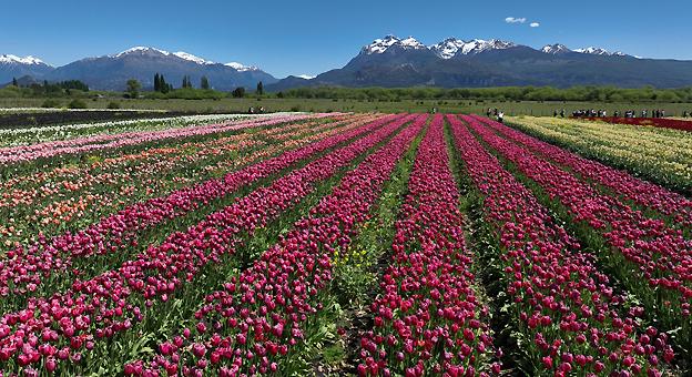Trevelin tulipanes