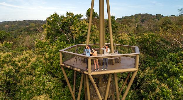 Birdwatching at Gamboa Rainforest Reserve Tower Panama City