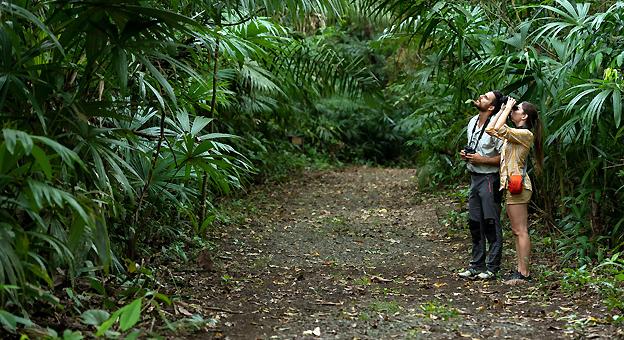 Birdwatching, Gamboa Rainforest Reserve